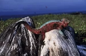 Reptiles & Amphibians Collection: Hood Island Marine Iguana - on rock