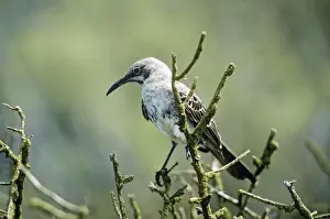 Mockingbird Prints: Hood Island Mockingbird Galapagos Island