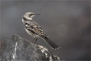 Perching Gallery: Hood Island Mockingbird - Perched on a rock - At