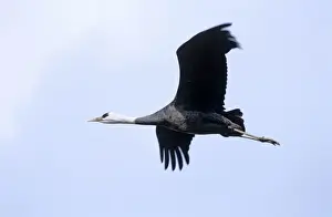 Kyushu Prints: Hooded Crane - In flight - Arasaki swamps - Kagoshima Prefecture - Kyushu - Japan - eastern central Asia JPF39800