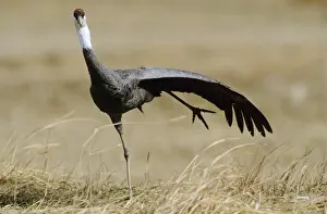 Cranes Prints: Hooded Crane - Stretching one leg