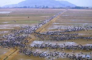 Images Dated 21st June 2007: Hooded Crane - & White-naped Crane (Grus vipio) wintering birds Arasaki swamps, Kagoshima Pref