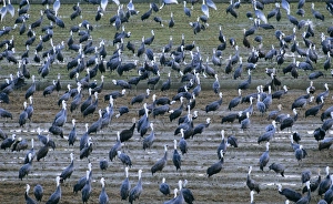 Images Dated 21st June 2007: Hooded Crane - & White-naped Crane (Grus vipio) wintering birds Arasaki swamps, Kagoshima, Kyushu
