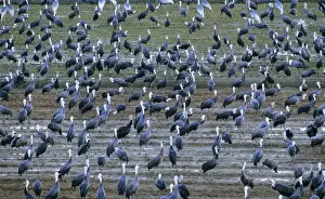 Hooded Crane - & White-naped Crane (Grus vipio) wintering birds Arasaki swamps, Kagoshima, Kyushu, Japan