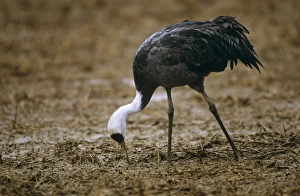 Images Dated 21st June 2007: Hooded Crane - wintering bird Arasaki swamps, Kagoshima Pref. Kyushu, Japan