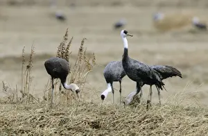 Kyushu Prints: Hooded Crane - Wintering birds feeding - Arasaki swamps - Kagoshima Prefecture - Kyushu - Japan - eastern central Asia