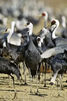 Hooded Crane - Wintering birds feeding - Arasaki swamps - Kagoshima Prefecture - Kyushu - Japan - eastern central Asia JPF39780