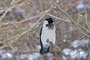 Images Dated 28th January 2005: Hooded Crow