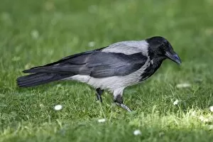 Images Dated 3rd June 2005: Hooded Crow
