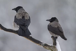 Crow Gallery: Hooded Crow - adult birds perched on branch - Germany