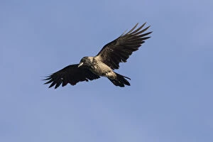 Passerine Bird Gallery: Hooded Crow - adult crow in flight -, Germany