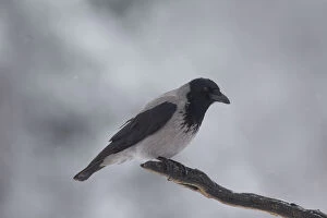 Hooded Crow - adult crow perched on branch - Sweden