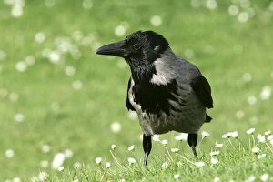 Images Dated 20th January 2006: Hooded Crow. Austria
