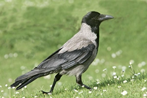 Images Dated 20th January 2006: Hooded Crow. Austria