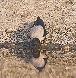 Hooded Crow - drinking