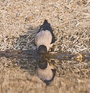 Images Dated 10th April 2007: Hooded Crow – drinking Cyprus 004032
