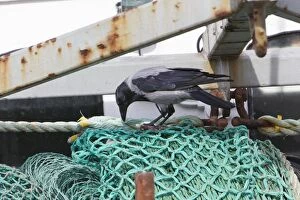 Hooded Crow - feeding on fish remains on fishing boat
