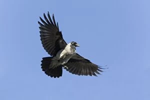 Crow Gallery: Hooded Crow - in flight