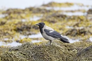 Crow Gallery: Hooded Crow - foraging on shore at low tide