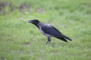 Crow Gallery: Hooded Crow - on the grass
