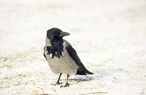 Images Dated 30th November 2004: Hooded Crow On ground