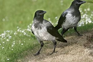 Hooded Crow - also know as a Hoodie