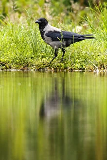 Crow Gallery: Hooded Crow - on lake shore - Sctoland, United Kingdom