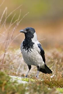 Images Dated 2nd February 2011: Hooded Crow - Norway