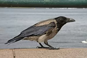 Hooded Crow - Single adult perching on sea wall