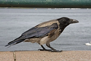 Images Dated 11th August 2008: Hooded Crow - Single adult perching on sea wall