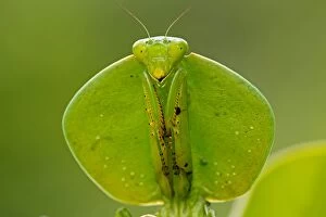 Images Dated 8th August 2012: Hooded Mantis