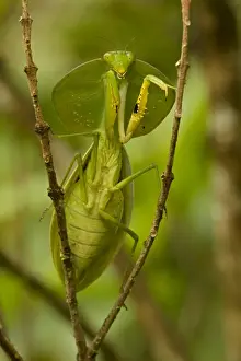 Twigs Prints: Hooded Mantis - Costa Rica