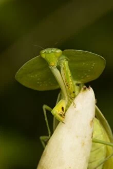 Images Dated 28th July 2011: Hooded Mantis - Costa Rica