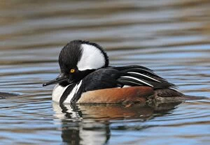 Images Dated 6th March 2014: Hooded Merganser