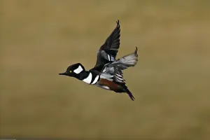 Mergansers Prints: Hooded Merganser