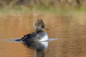 Mergansers Prints: Hooded Merganser