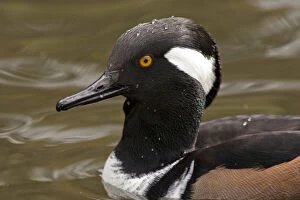 Images Dated 28th July 2010: A Hooded Merganser drake (Lophodytes cucullatus)