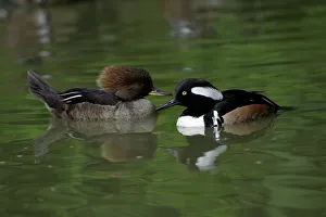 Images Dated 1st June 2006: Hooded Merganser-male and female on lake, Washington WWT, Tyne and Wear UK