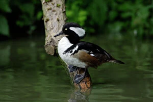 Branch Collection: Hooded Merganser-male resting on branch in lake, Washington WWT, Tyne and Wear UK