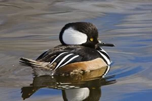 Images Dated 5th February 2008: Hooded Merganser - in winter. New Mexico in February