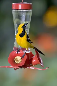 Oriole Prints: Hooded Oriole - male, at a hummingbird feeder