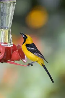 Hooded Oriole - male, at a hummingbird feeder. Southern USA: California to Texas; in Mexico: Baja California, Gulf coast and Pacific coast. (Photo: San Diego, California, USA)