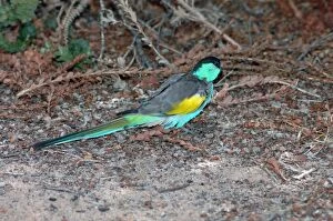 Images Dated 7th April 2005: Hooded Parrot male foraging on ground. Sedentary, uncommon. Bird park, Kalbarri, W. Australia