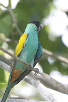 Images Dated 23rd October 2004: Hooded Parrot - male. An uncommon and localised parrot of northern Northern Territory, Australia