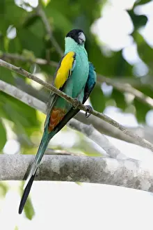 Hooded Parrot - male. An uncommon and localised parrot of northern Northern Territory, Australia. Prefers dry savannah woodlands and open forest with termite mounds and grass or spinifex ground cover