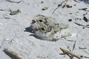 Plovers Prints: Hooded Plover - chicks - Orford, Tasmania, Australia