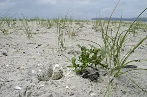 Plovers Prints: Hooded Plover - nest - Orford, Tasmania, Australia