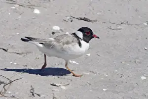 Plovers Prints: Hooded Plover - Orford, Tasmania, Australia
