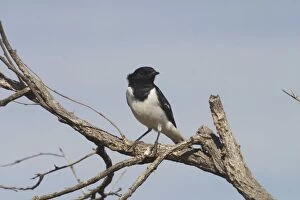 Images Dated 18th May 2004: Hooded Robin, male. Near Lajamanu an aboriginal settlement on the northern edge of the Tanami Desert