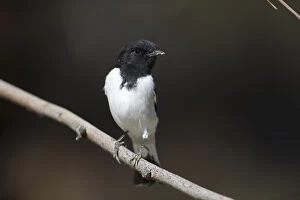 Hooded Robin - A male - perched on a thin branch